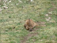 Elk Calf